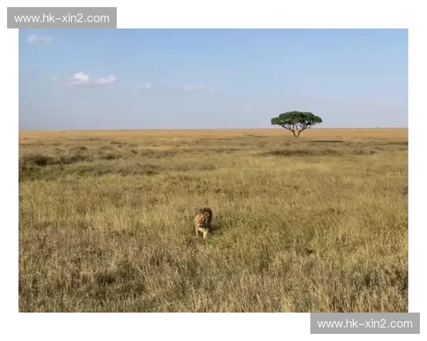 野性觉醒:当钢筋丛林的意志,撞上塞伦盖蒂的闪电 野性觉醒:当钢筋丛林的意志,撞上塞伦盖蒂的闪电